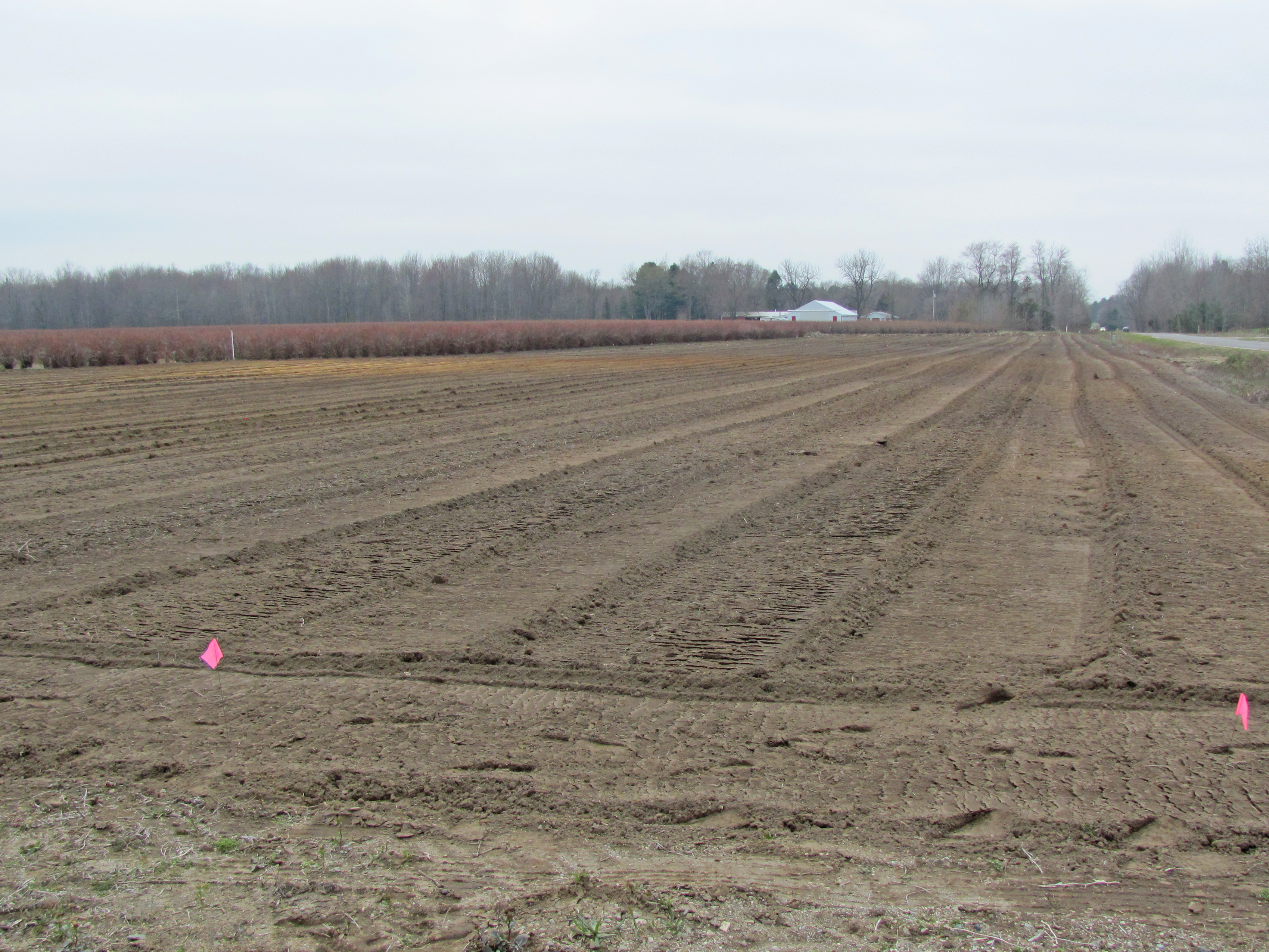 Old Jersey field 